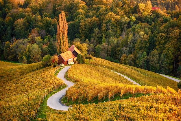 Famosa strada del vino a forma di cuore in Slovenia, vista da Spicnik vicino a Maribor. Fondo agricolo del paesaggio naturale.