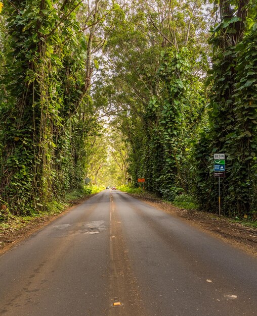 Famoso Tunnel dell'albero degli alberi di eucalipto