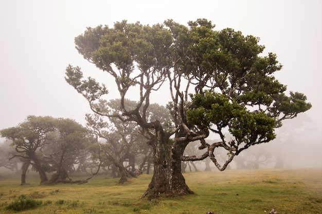 Fanal vecchi alberi di alloro