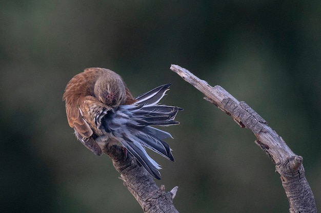 Fanello comune Carduelis cannabina Malaga Spagna