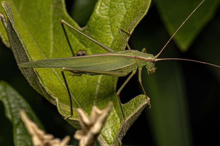 Foto faneropterina katydid adulta