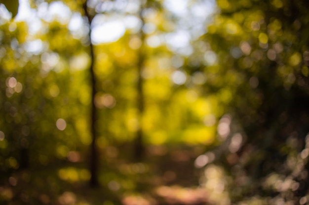 Fantasia da sogno sfocato sullo sfondo della foresta autunnale, foglie d'oro del sentiero. Bokeh astratto soleggiato della natura