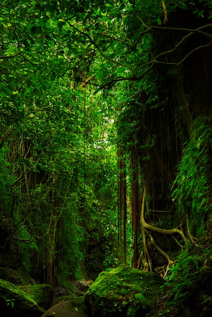 Fantastica foresta tropicale con incredibili piante tropicali