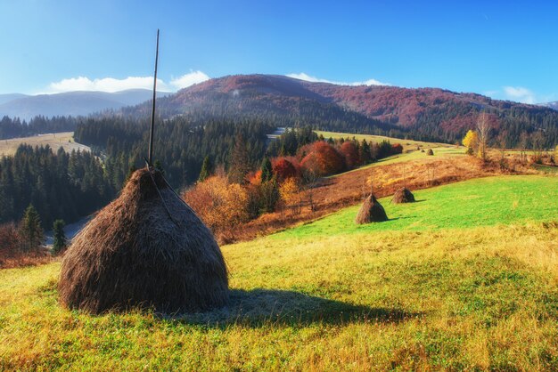 Fantastica giornata con fresche colline fiorite alla luce del sole