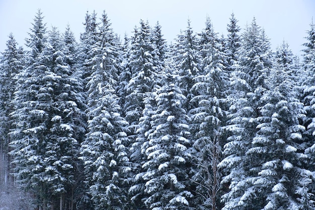 Fantastici alberi di Natale nella neve Paesaggio invernale in una giornata di sole Paesaggi di montagna