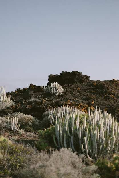 Fantastici cactus a Tenerife, in Spagna