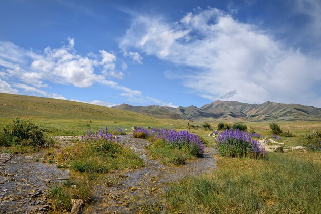 Fantastico paesaggio di montagna in giornata di sole estivo. Piante con fiori blu vicino al ruscello contro le montagne e cielo limpido con nuvole bianche. Bellissimi sfondi naturali, sfondi.