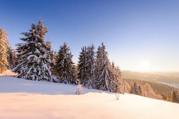 Fantastico paesaggio invernale Cielo blu Carpazi Ucraina Europa Mondo di bellezza