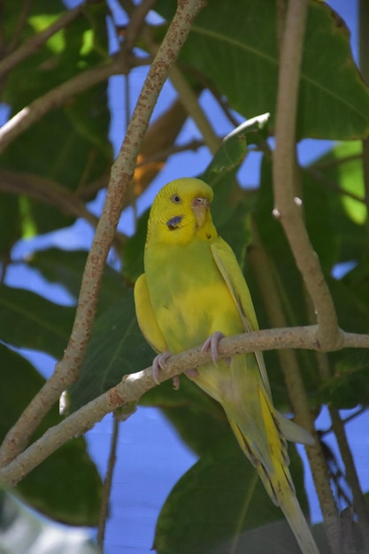 Fantastico pappagallo giallo su un ramo di albero