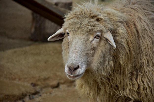 Fantastico sguardo ravvicinato sul volto di una pecora