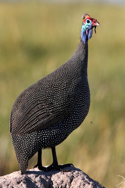 Faraona con elmetto Delta dell'Okavango Botswana