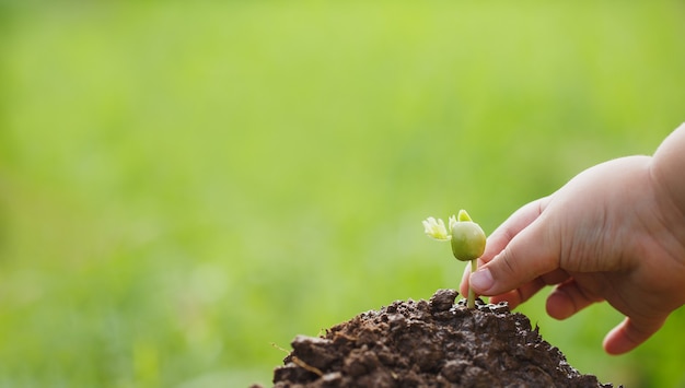 Fare CSR piantando alberi, concetto di CSR e piantando alberelli di alberi.