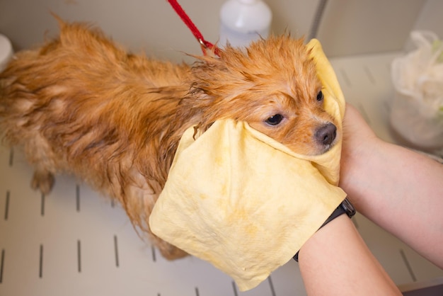 Fare il bagno a un cane sotto la doccia. Toelettatura animali, toelettatura, asciugatura e styling cani, pettinatura lana. Il maestro toelettatore taglia e rade, si prende cura di un cane.