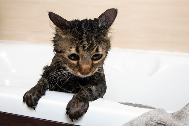 Fare il bagno a un gatto