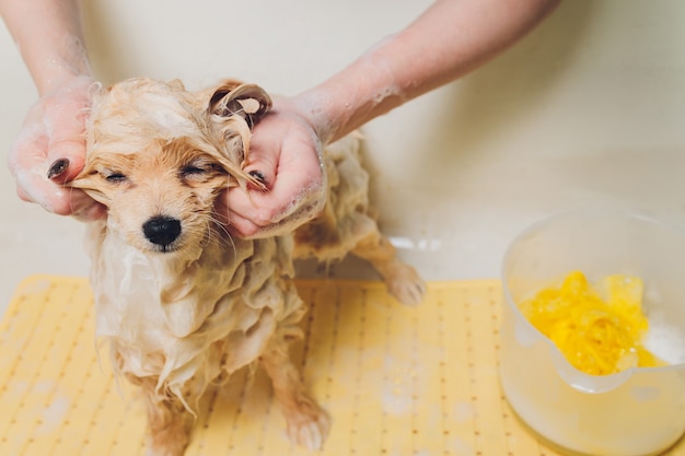 Fare il bagno al cane nel parrucchiere pomeranian.