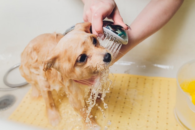 Fare il bagno al cane nel parrucchiere pomeranian.