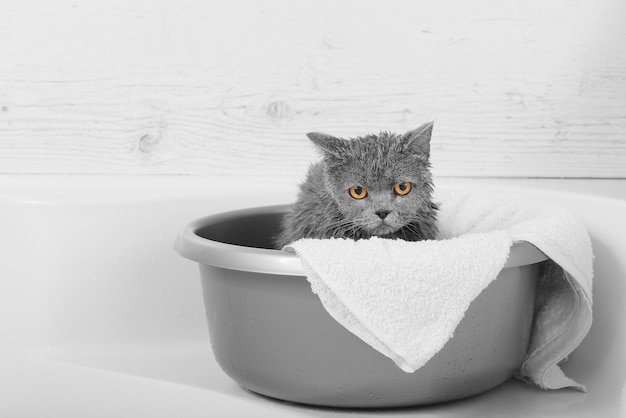 Fare il bagno al gatto