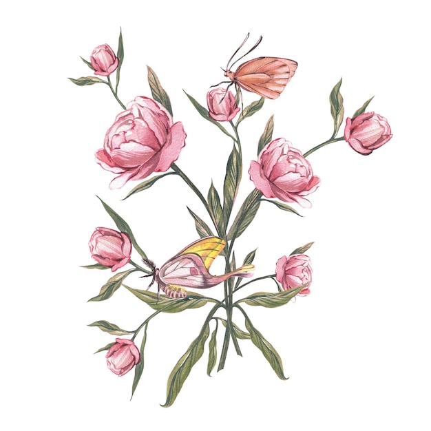 Farfalla a gemma di fiore di peonia rosa isolata su sfondo bianco acquerello illustrato botanico disegnato a mano