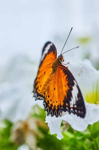 Farfalla a pizzo arancione in primo piano su fiore bianco con sfondo bianco e verde