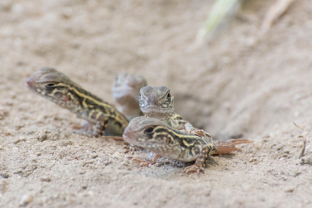 Farfalla Agama Lucertola Leiolepis Cuvier thailand