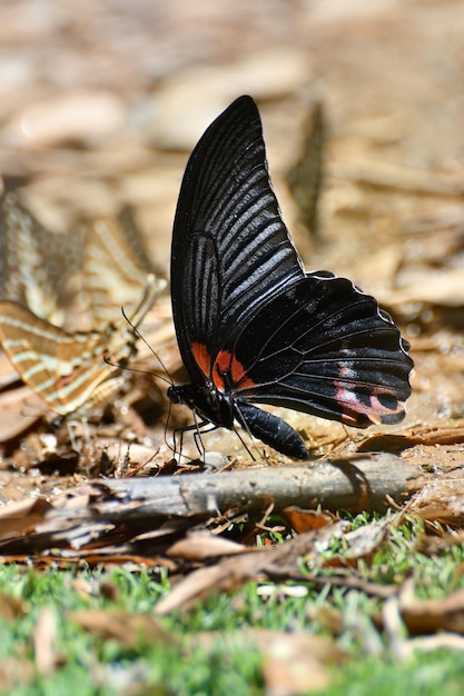 Farfalla al parco nazionale Tailandia di Kaeng Krachan