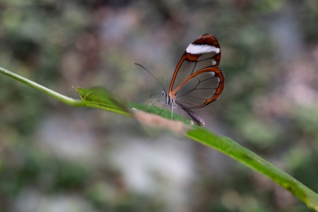 Farfalla alata trasparente su una foglia in una foresta