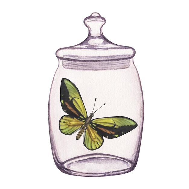 Farfalla all'interno di un barattolo di vetro trasparente Illustrazione disegnata a mano dell'acquerello isolata su sfondo bianco Per le stampe degli adesivi dei manifesti delle cartoline