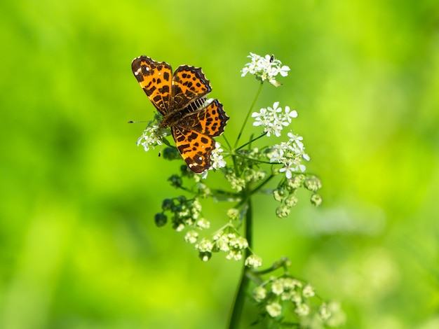 Farfalla alla luce del sole su un fiore