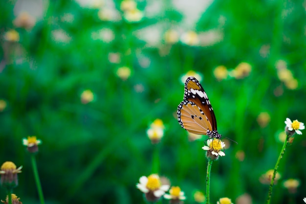 Farfalla alta chiusa che si alimenta l'erba del fiore