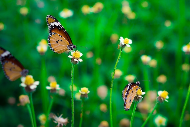 Farfalla alta chiusa che si alimenta l'erba del fiore