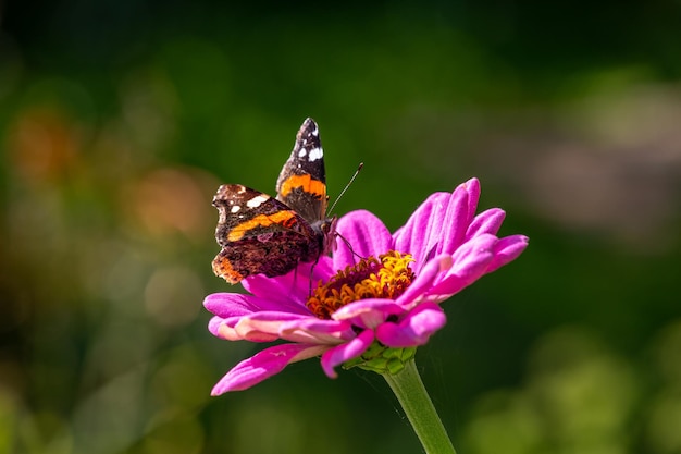 Farfalla ammiraglio rossa che si siede sulla fotografia macro del fiore viola Farfalla di Vanessa atalanta