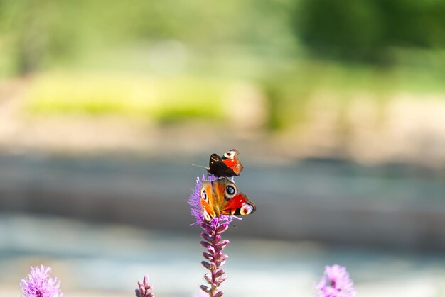 Farfalla ammiraglio rossa Vanessa atalanta in estate molto vicino su un cespuglio di lavanda o lavandula