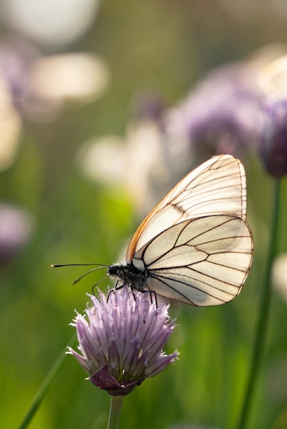 Farfalla aporia crataegi su fiori di erba cipollina