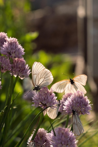 Farfalla aporia crataegi su fiori di erba cipollina