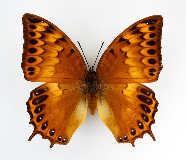 Farfalla arancione isolata su bianco. Charaxes latona macro femminile da vicino, collezione di farfalle,