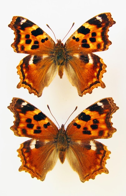 Farfalla arancione isolata su bianco. Nymphalis vau-album macro primo piano, raccolta farfalle,