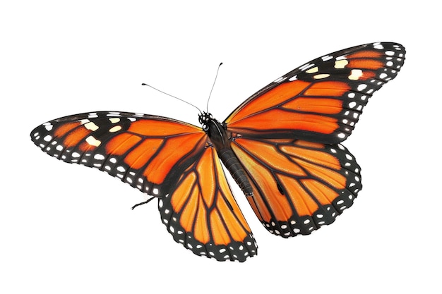 Farfalla arancione isolata su sfondo bianco Foto di natura in studio AIG57