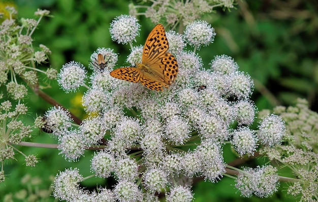 Farfalla arancione su fiore bianco con piante verdi