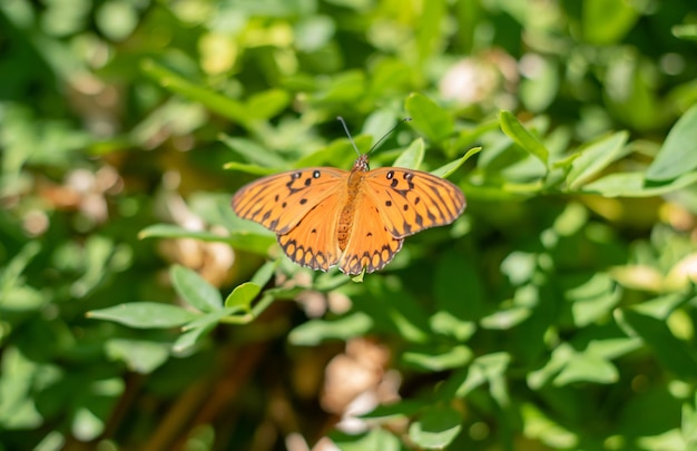 Farfalla arancione su sfondo verde