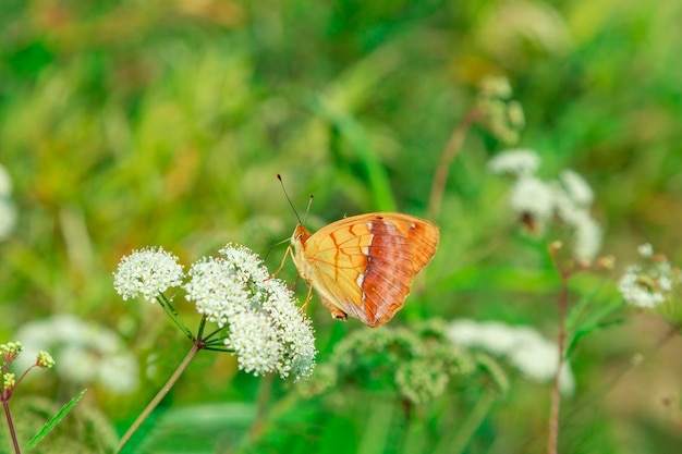 Farfalla arancione su un prato fiorito