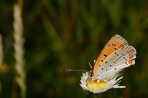 Farfalla arancione sul fiore