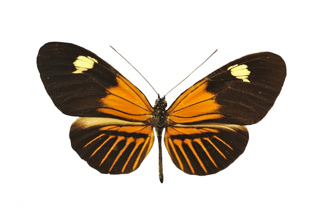 Farfalla arancione