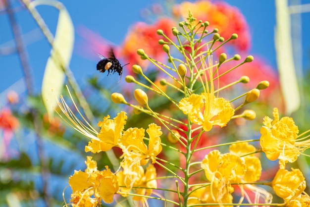 Farfalla bella farfalla che impollina i bei fiori nel fuoco selettivo di autunno del Brasile