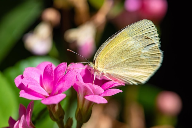 Farfalla bella farfalla che impollina i bei fiori nel fuoco selettivo di autunno del Brasile