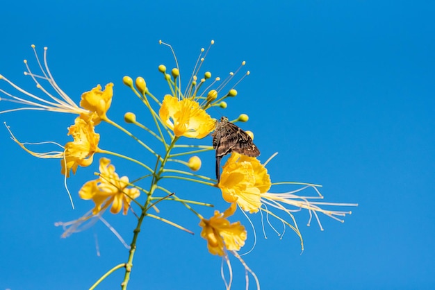 Farfalla bella farfalla che impollina i bei fiori nell'estate del fuoco selettivo della luce naturale del Brasile