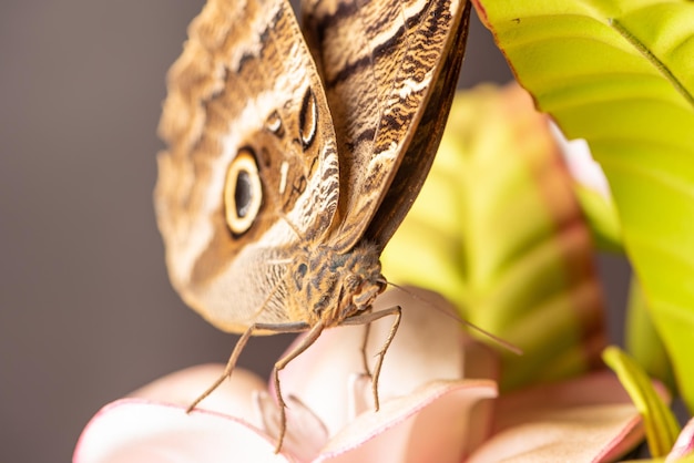 Farfalla bella farfalla mostrata in dettaglio da una messa a fuoco selettiva dell'obiettivo macro