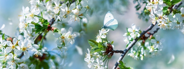 Farfalla bianca fragile e fiori di ciliegio bianchi nel giardino fatato di primavera