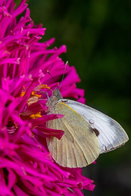 Farfalla bianca seduta su un fiore viola di zinnia in una fotografia macro di una giornata di sole estivo