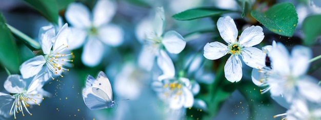 Farfalla bianca volante tra fiori primaverili bianchi Formato banner