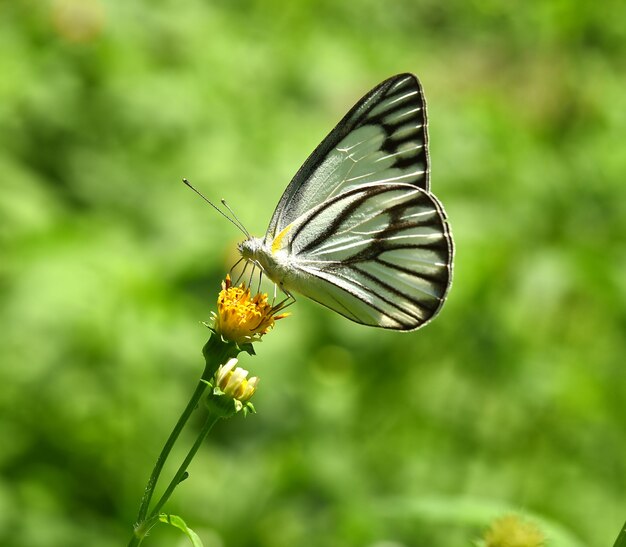 Farfalla Bianco Nero su fiore in giardino